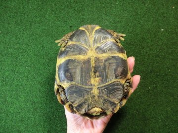 ホルスフィールドリクガメ飼い込み個体 アダルトオス の画像