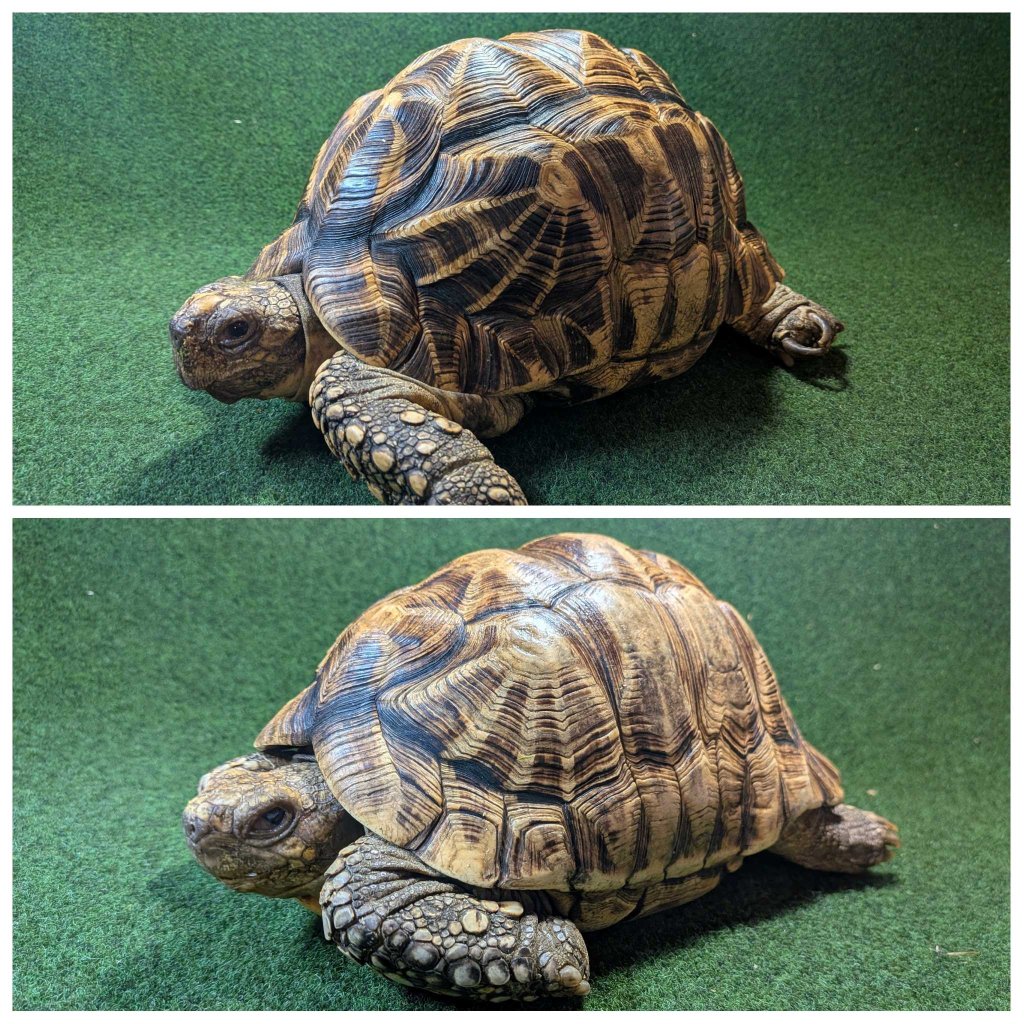 ビルマホシガメアダルトペア クモノス＆リボン模様 登録票付き 個体の画像