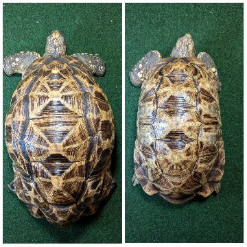 ビルマホシガメアダルトペア クモノス＆リボン模様 登録票付き 個体の画像