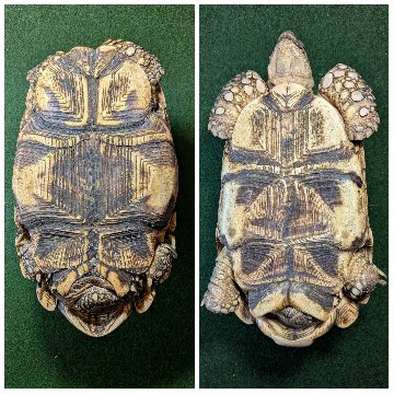 ビルマホシガメアダルトペア クモノス＆リボン模様 登録票付き 個体の画像