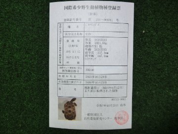 ビルマホシガメアダルトペア クモノス＆リボン模様 登録票付き 個体の画像