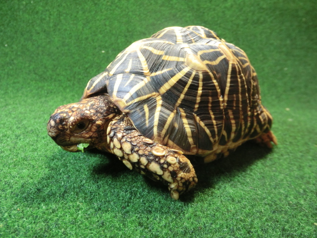 インドホシガメ アダルトオス パーフェクトライン 登録票付個体の画像