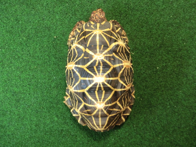 インドホシガメ アダルトオス パーフェクトライン 登録票付個体の画像