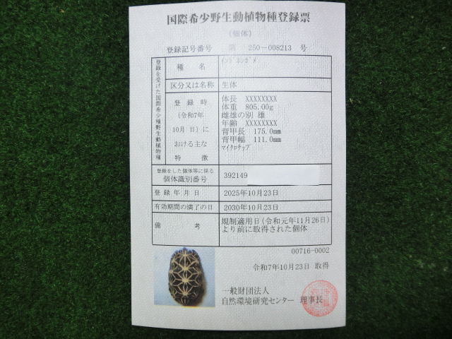 インドホシガメ アダルトオス パーフェクトライン 登録票付個体の画像