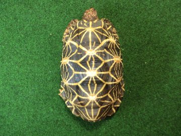 インドホシガメ アダルトオス パーフェクトライン 登録票付個体の画像