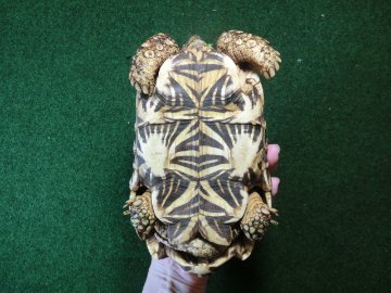 インドホシガメ アダルトオス パーフェクトライン 登録票付個体の画像