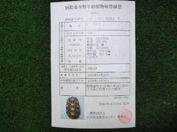 インドホシガメ アダルトオス パーフェクトライン 登録票付個体の画像
