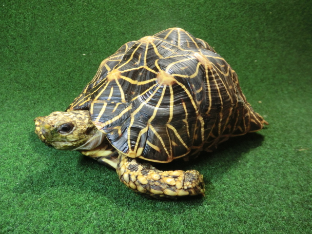 インドホシガメ アダルトメス産卵経験あり  登録票付個体の画像