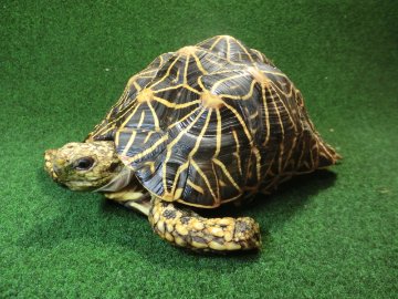 インドホシガメ アダルトメス産卵経験あり  登録票付個体の画像