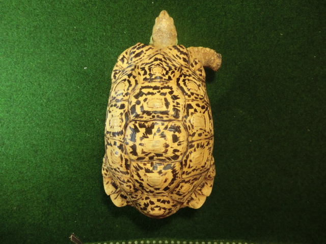 バブコックヒョウモンガメアダルトオス ホワイトタイプの画像