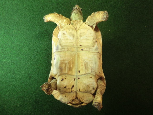 バブコックヒョウモンガメアダルトオス ホワイトタイプの画像