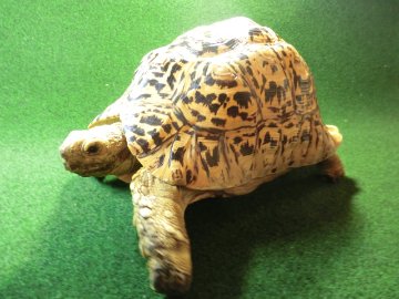 バブコックヒョウモンガメアダルトオス ホワイトタイプの画像