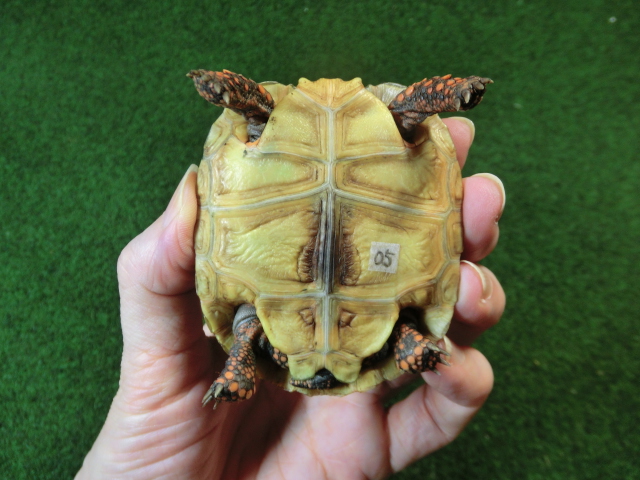 チェリーヘッドアカアシガメ ベビー ＣＢ個体05番の画像