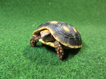 チェリーヘッドアカアシガメ ベビー ＣＢ個体05番の画像