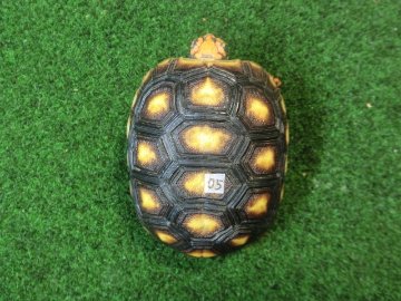 チェリーヘッドアカアシガメ ベビー ＣＢ個体05番の画像