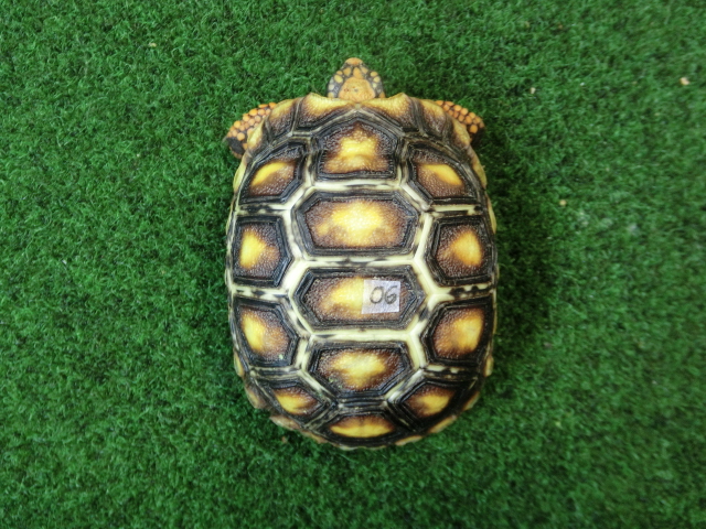 チェリーヘッドアカアシガメ ベビー ＣＢ個体06番の画像