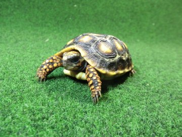 チェリーヘッドアカアシガメ ベビー ＣＢ個体06番の画像