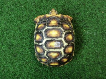 チェリーヘッドアカアシガメ ベビー ＣＢ個体06番の画像