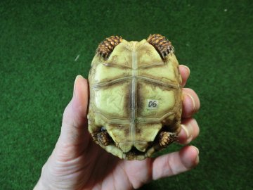 チェリーヘッドアカアシガメ ベビー ＣＢ個体06番の画像