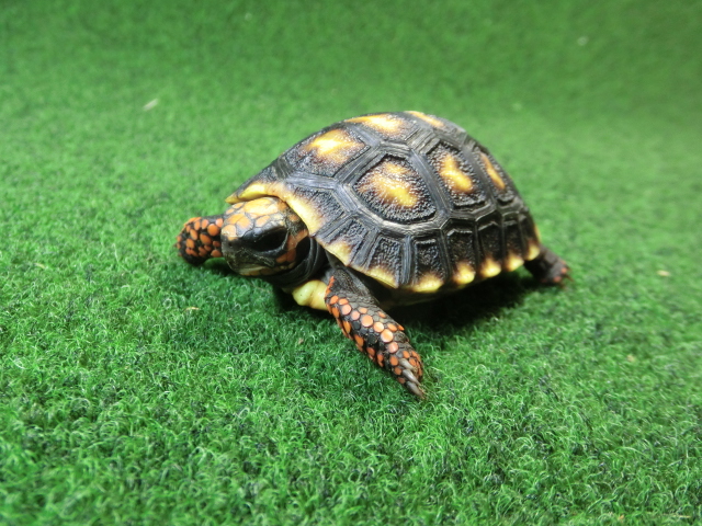 チェリーヘッドアカアシガメ ベビー ＣＢ個体07番の画像