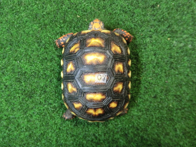 チェリーヘッドアカアシガメ ベビー ＣＢ個体07番の画像