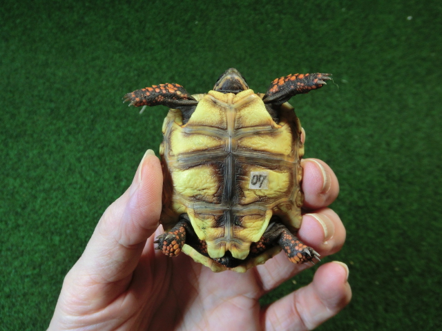 チェリーヘッドアカアシガメ ベビー ＣＢ個体07番の画像