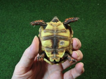 チェリーヘッドアカアシガメ ベビー ＣＢ個体07番の画像