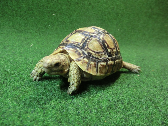 バブコックヒョウモンガメSMサイズ ケニア産CB個体73番の画像