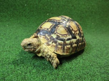 バブコックヒョウモンガメSMサイズ ケニア産CB個体73番の画像