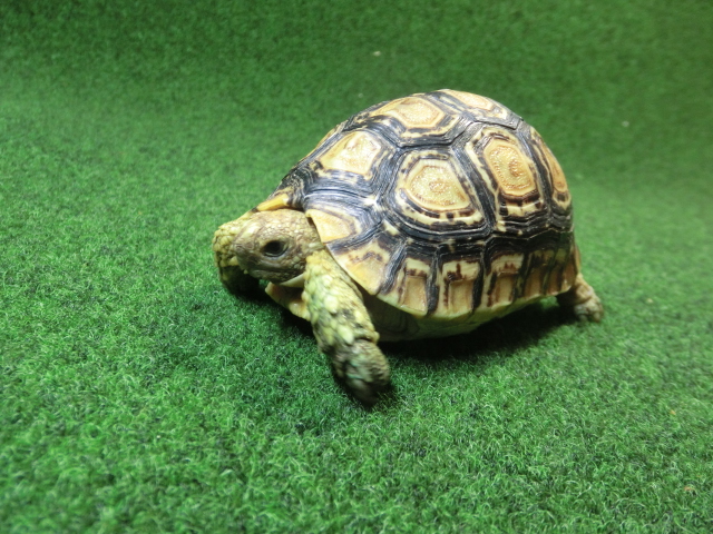 バブコックヒョウモンガメSMサイズ ケニア産CB個体74番の画像