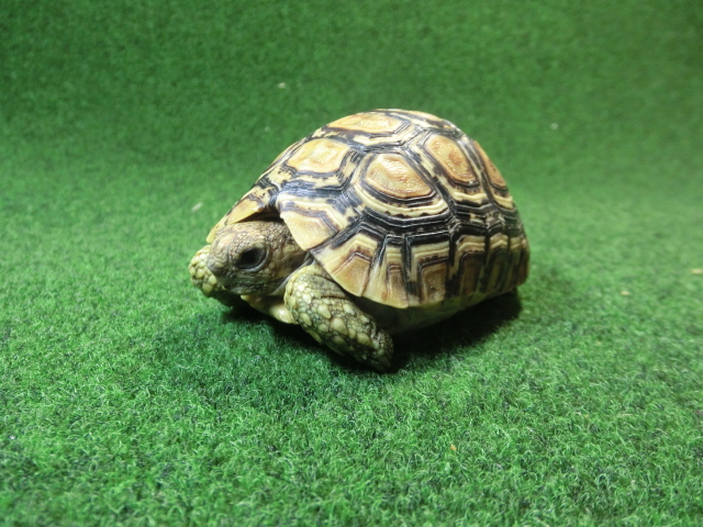 バブコックヒョウモンガメSMサイズ ケニア産CB個体75番の画像