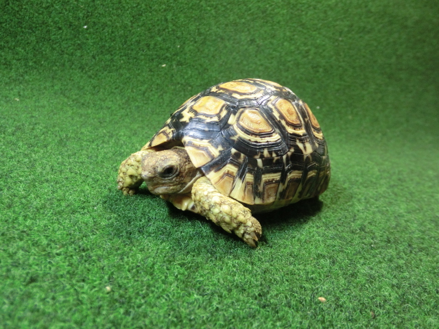 バブコックヒョウモンガメSMサイズ ケニア産CB個体75番の画像