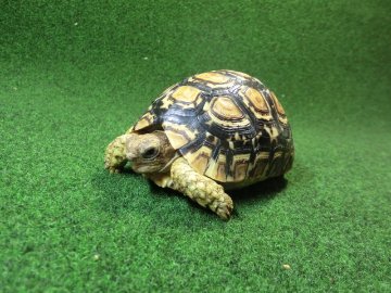 バブコックヒョウモンガメSMサイズ ケニア産CB個体75番の画像