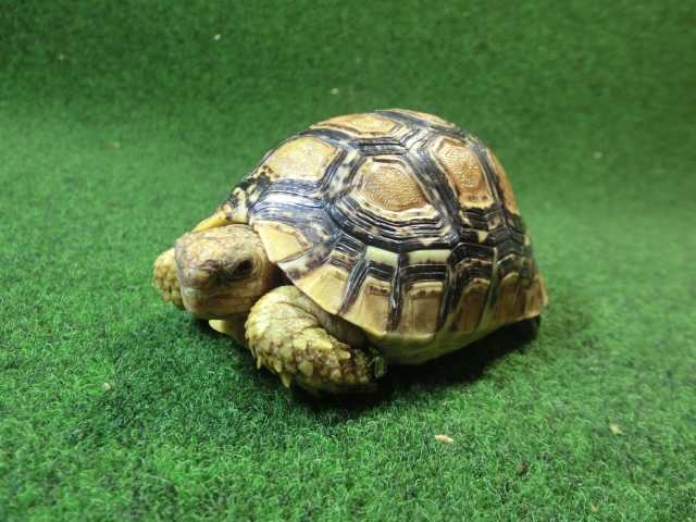 バブコックヒョウモンガメSMサイズ ケニア産CB個体76番の画像