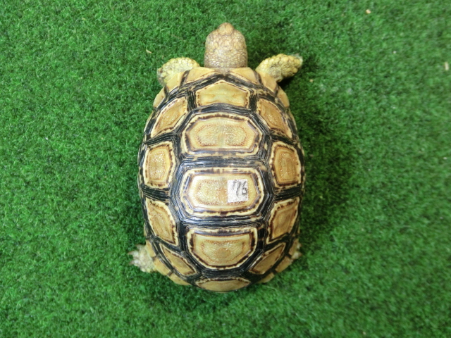 バブコックヒョウモンガメSMサイズ ケニア産CB個体76番の画像