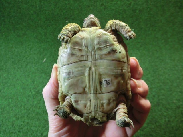 バブコックヒョウモンガメSMサイズ ケニア産CB個体76番の画像