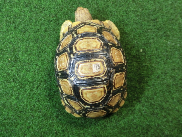 バブコックヒョウモンガメSMサイズ ケニア産CB個体76番の画像