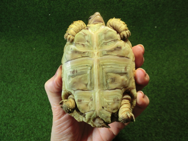 バブコックヒョウモンガメSMサイズ ケニア産CB個体76番の画像