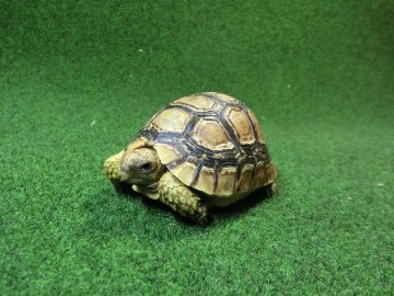 バブコックヒョウモンガメSMサイズ ケニア産CB個体76番の画像