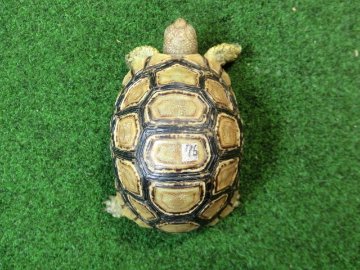 バブコックヒョウモンガメSMサイズ ケニア産CB個体76番の画像
