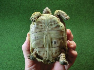 バブコックヒョウモンガメSMサイズ ケニア産CB個体76番の画像