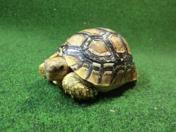 バブコックヒョウモンガメSMサイズ ケニア産CB個体76番の画像