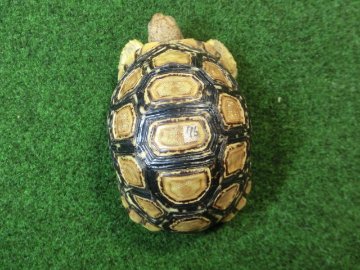 バブコックヒョウモンガメSMサイズ ケニア産CB個体76番の画像