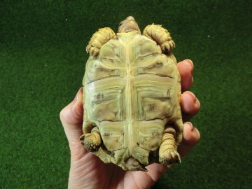 バブコックヒョウモンガメSMサイズ ケニア産CB個体76番の画像
