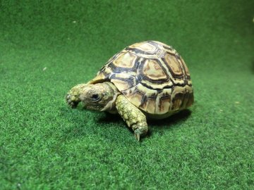 バブコックヒョウモンガメSMサイズ ケニア産CB個体77番の画像