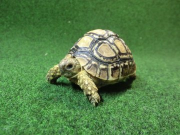 バブコックヒョウモンガメSサイズ ザンビア産CB個体78番の画像