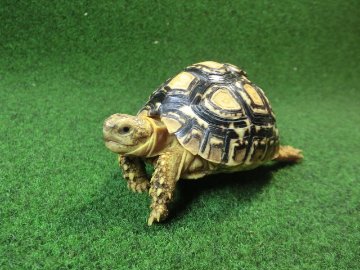 バブコックヒョウモンガメSMサイズ ザンビア産CB個体78番の画像