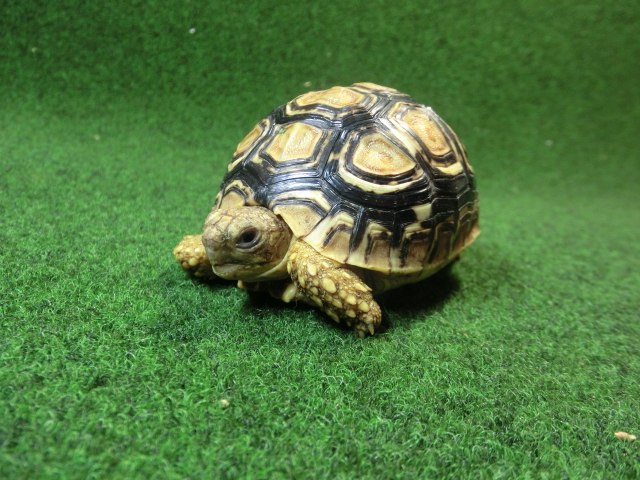 バブコックヒョウモンガメSMサイズ ザンビア産CB個体79番の画像