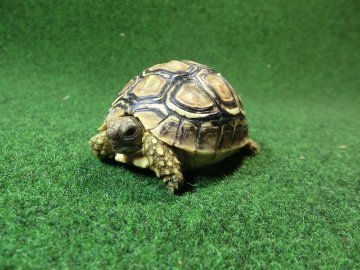 バブコックヒョウモンガメSサイズ ザンビア産CB個体79番の画像