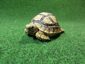 バブコックヒョウモンガメSサイズ ザンビア産CB個体80番の画像